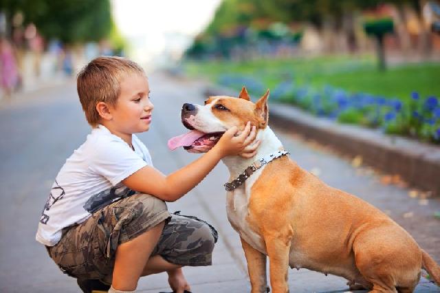 cachorros-caes-melhores-amigos-homem