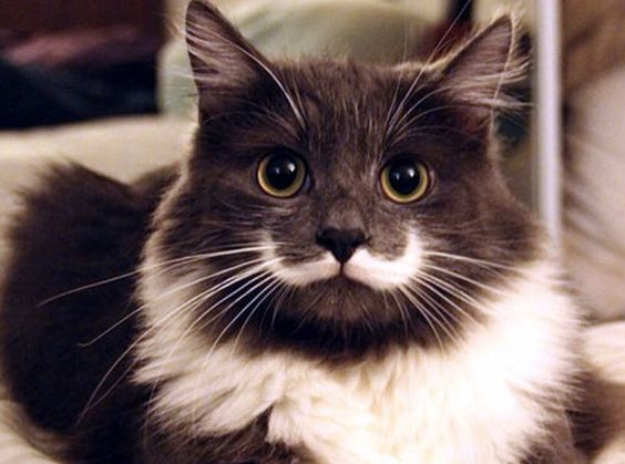 bigode-gato