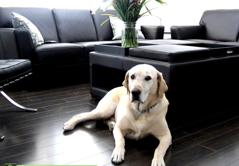 cachorro-labrador-sala-moveis-sofa-apartamento-petrede