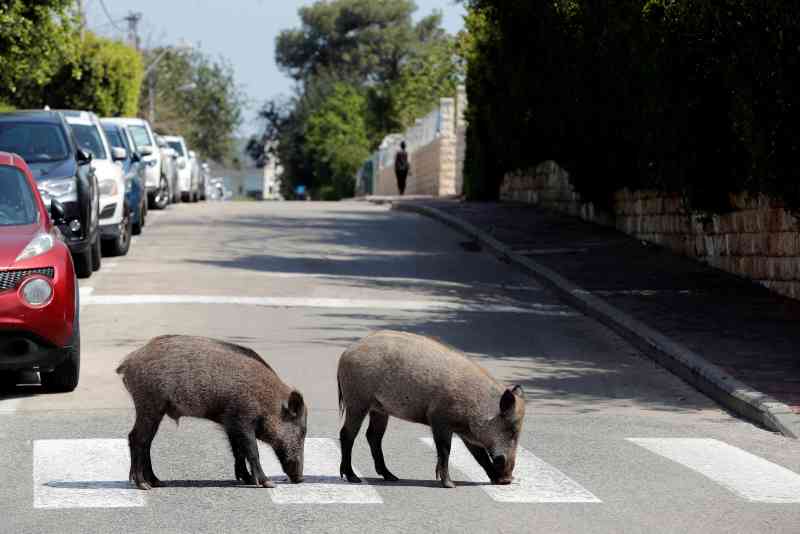 Israel_javalis_passeiam_ruas_quintais_cidade_1